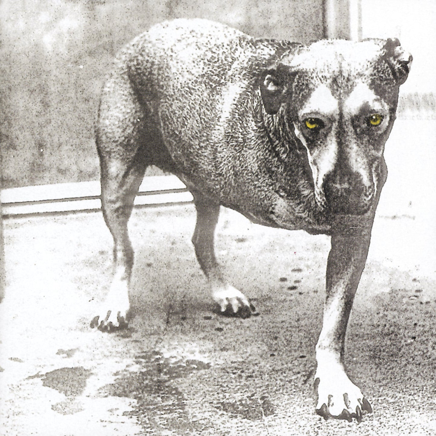 Alice In Chains - Alice In Chains (30th Anniversary Reissue)(2x Color Vinyl) | Mint (M) Mint (M)-