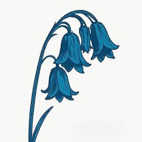 The Bluebells - This Is The Bluebells (2x BLUE VINYL) | Mint (M) Mint (M)-