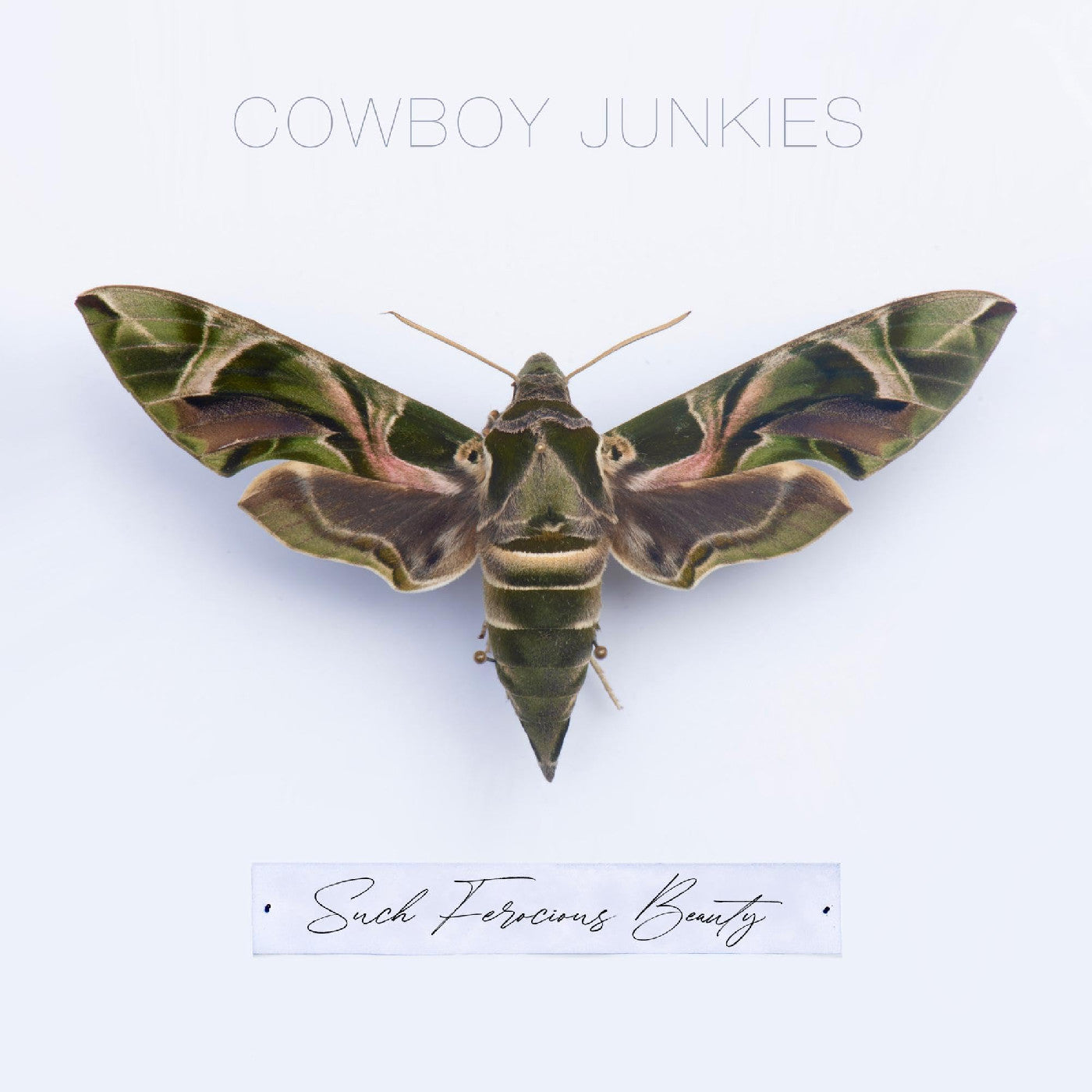 Cowboy Junkies - Such Ferocious Beauty (Green Translucent Vinyl) | Mint (M) Mint (M)-