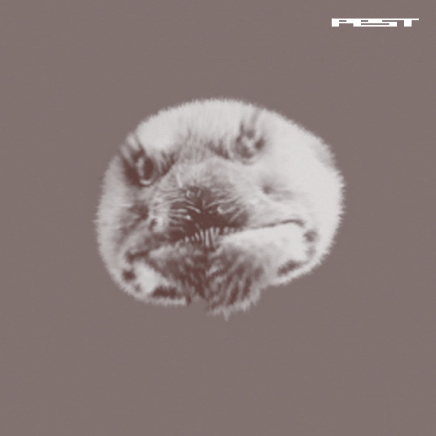 Pest - Jefferson Shuffle (Vinyl) | Mint (M) Mint (M)-