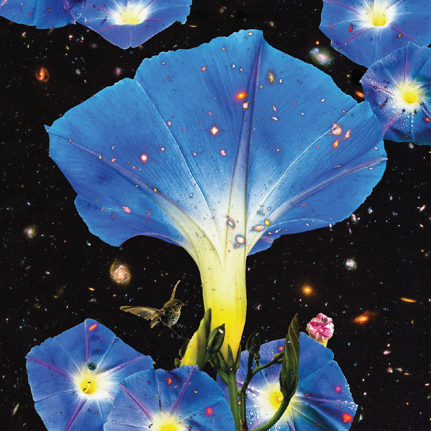 Louise, Sarah - Nighttime Birds and Morning Stars |-