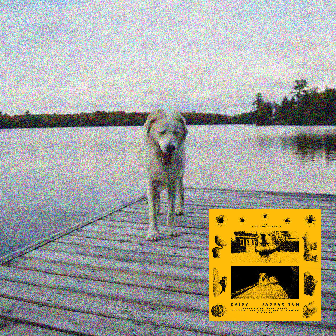 Jaguar Sun - Daisy (YELLOW VINYL) | Mint (M) Mint (M)-