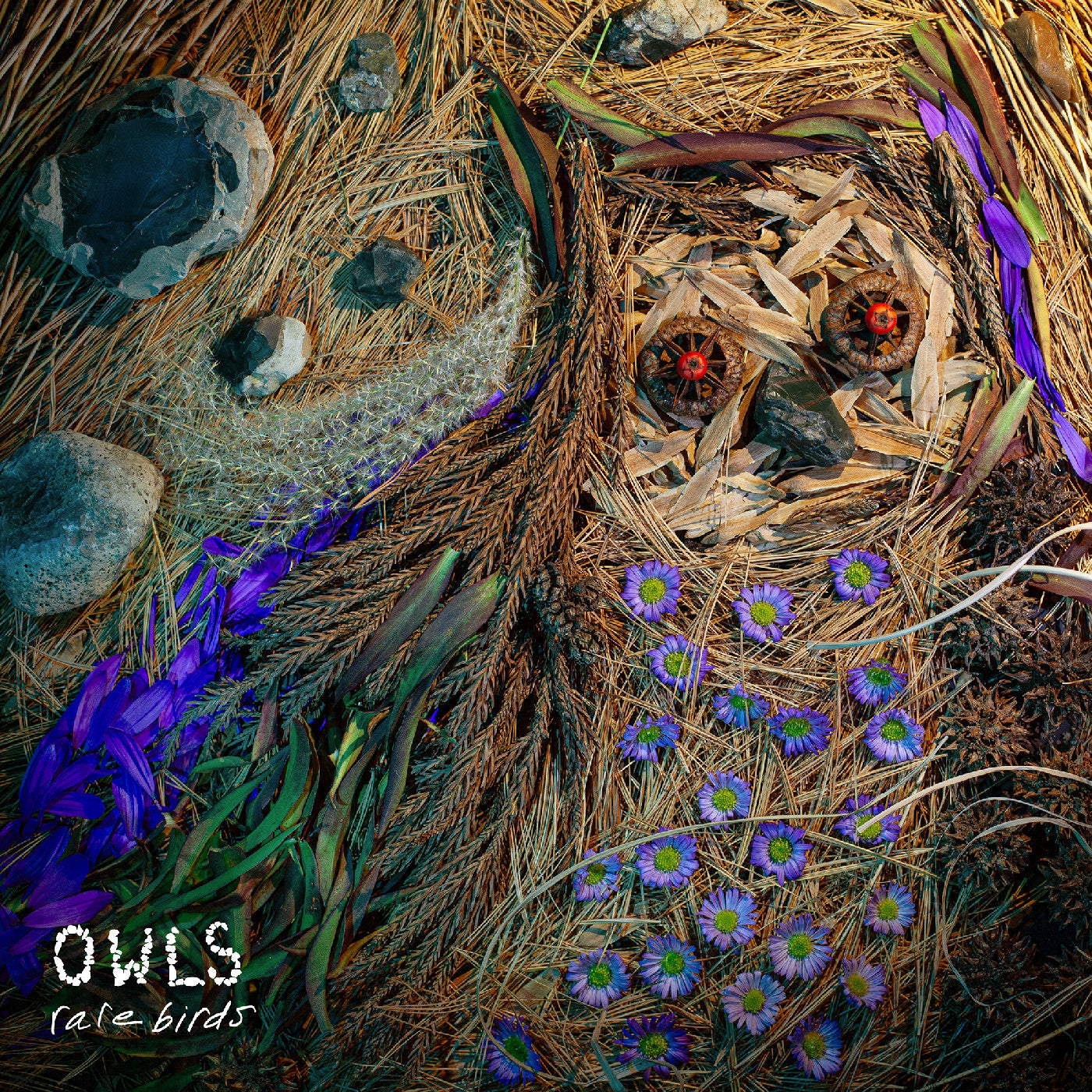 Owls - Rare Birds |-