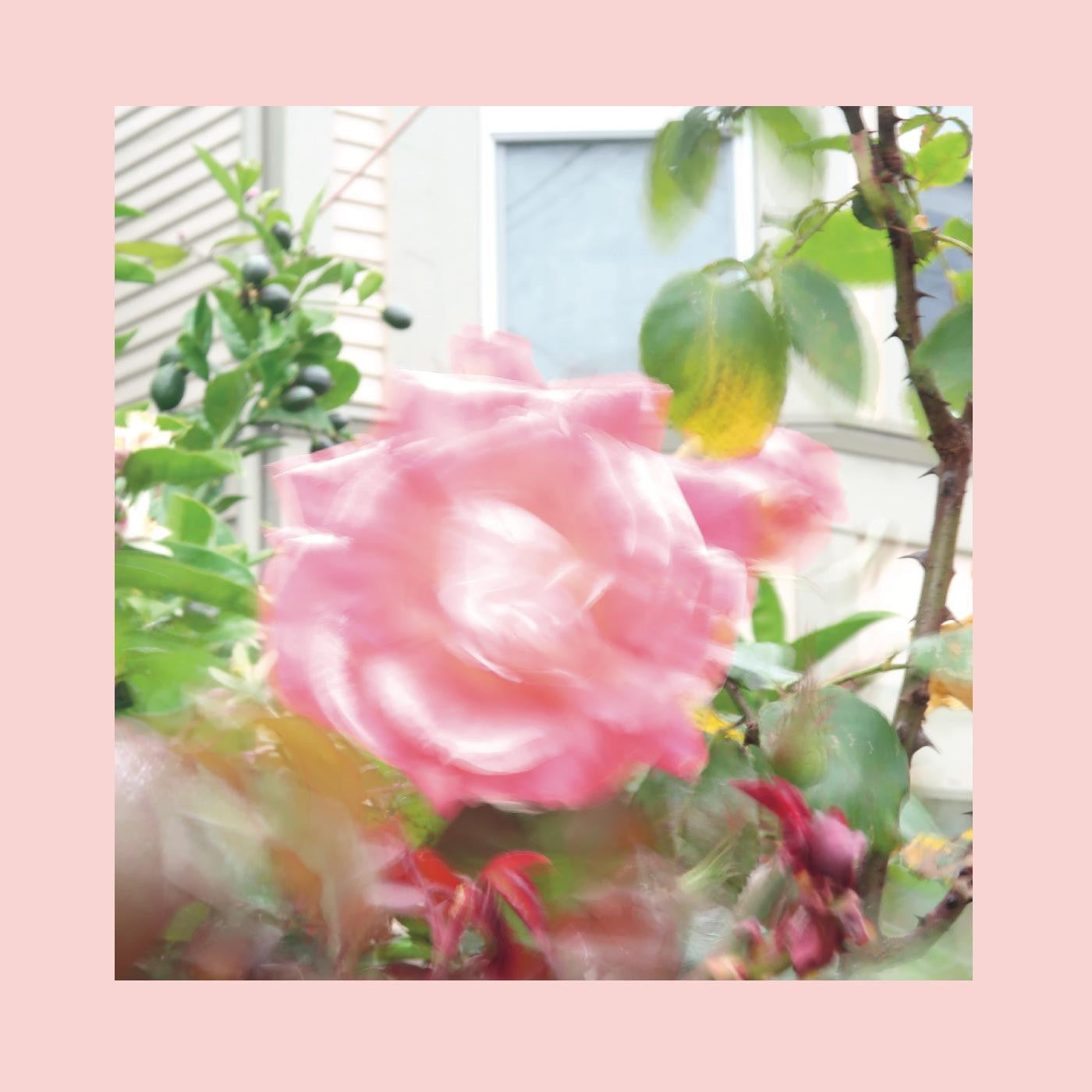 Reds, Pinks & Purples, The - Summer At Land's End (CD) |-