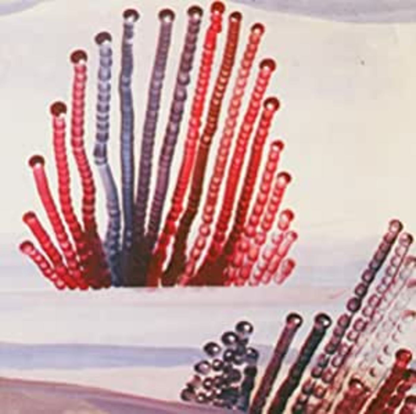 Appendix Out - The Night is Advancing (CD) | Mint (M) Mint (M)-
