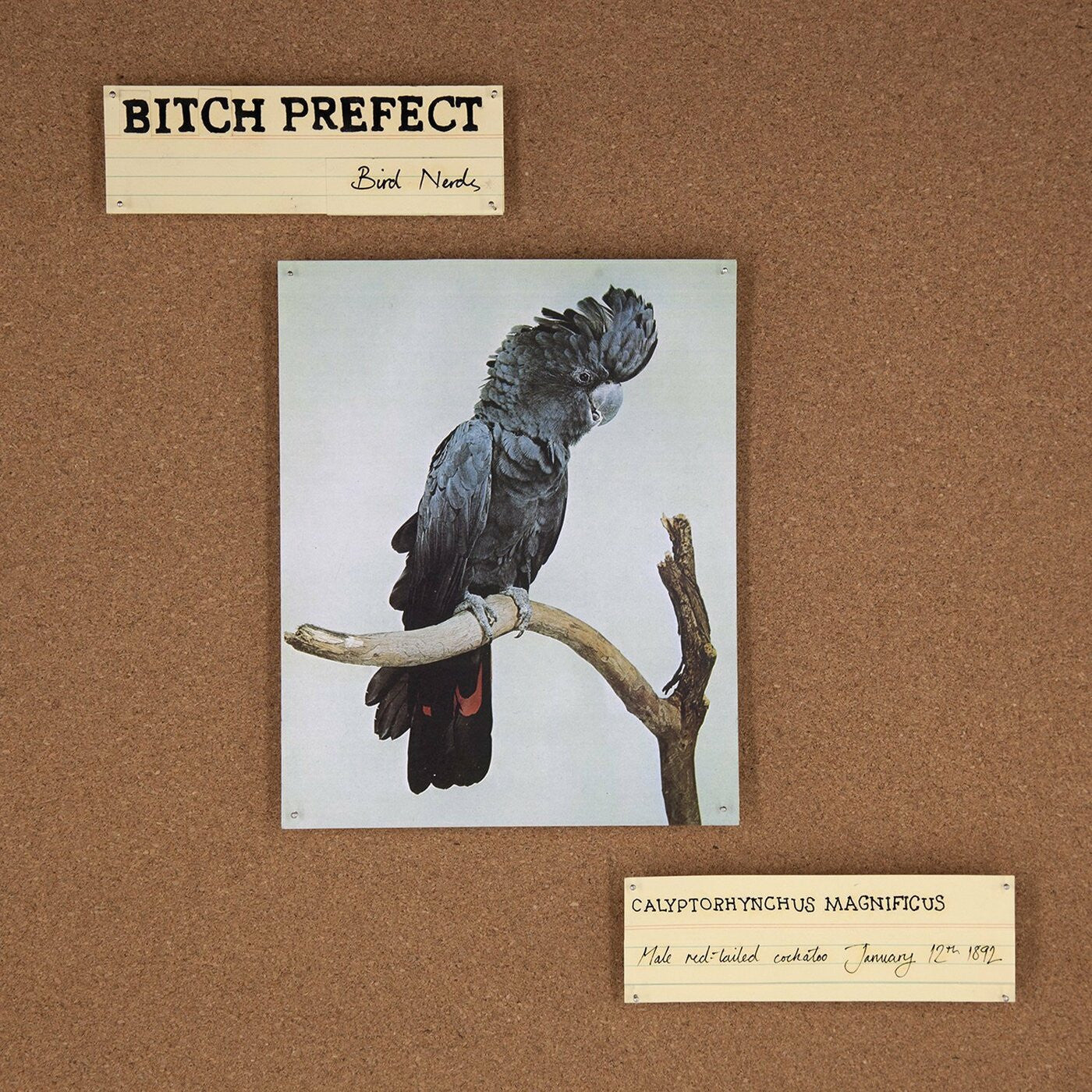 Bitch Prefect - Bird Nerds (CD) |-