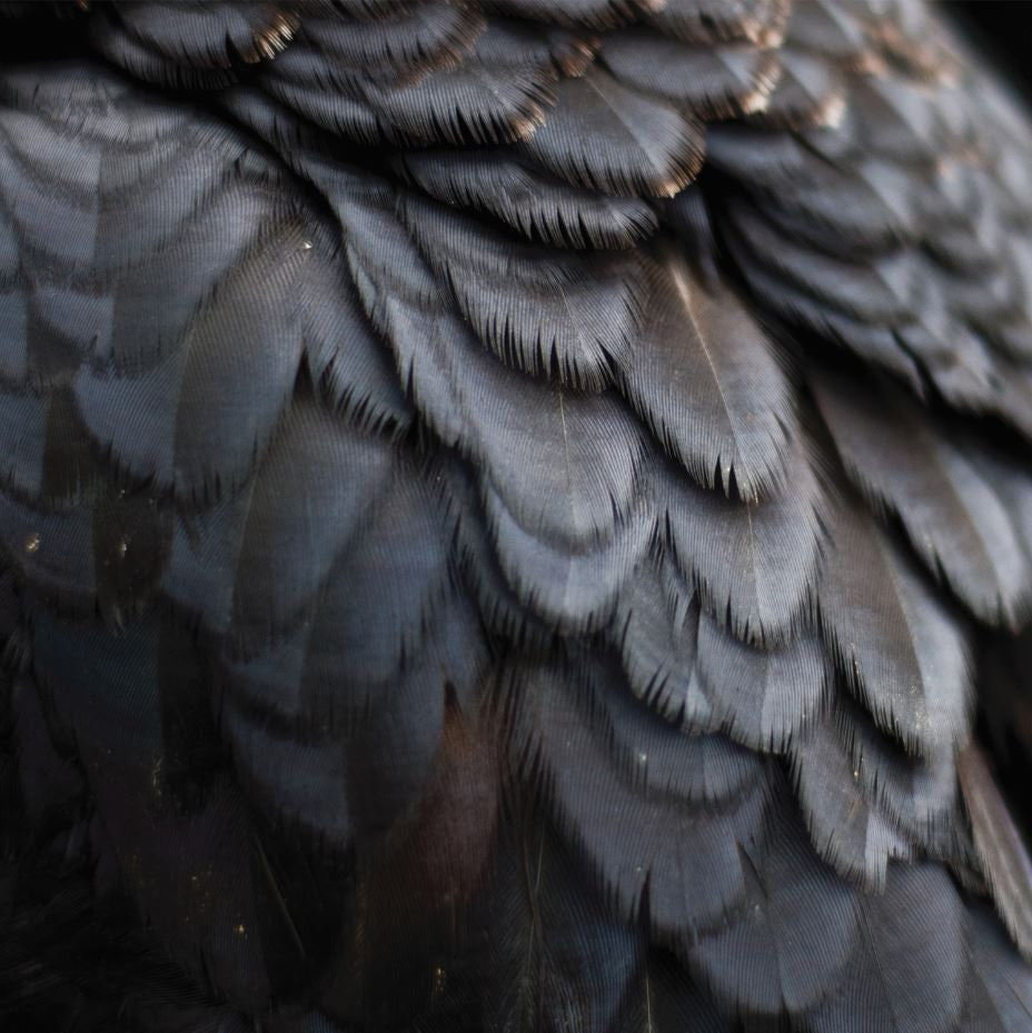 Ex People - Bird |-