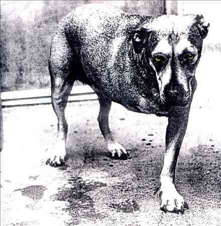 Alice In Chains - Alice in Chains (CD) | Mint (M) Mint (M)-