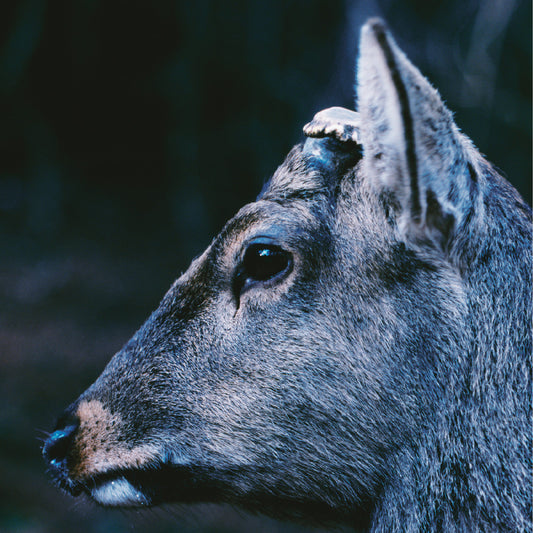 toe - the book about my idle plot on a vague anxiety ("DEER GLISTEN" BLUE VINYL) | Mint (M) Mint (M)-