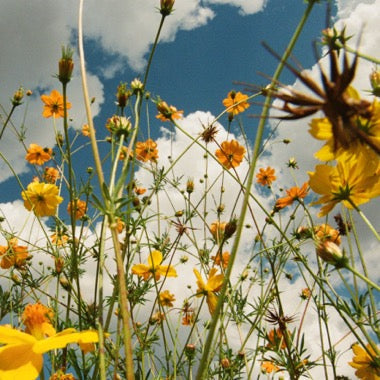 Tasha - (PRESALE 6/26/26) You Are Spring! (YELLOW WILDFLOWER VINYL) | Mint (M) Mint (M)-