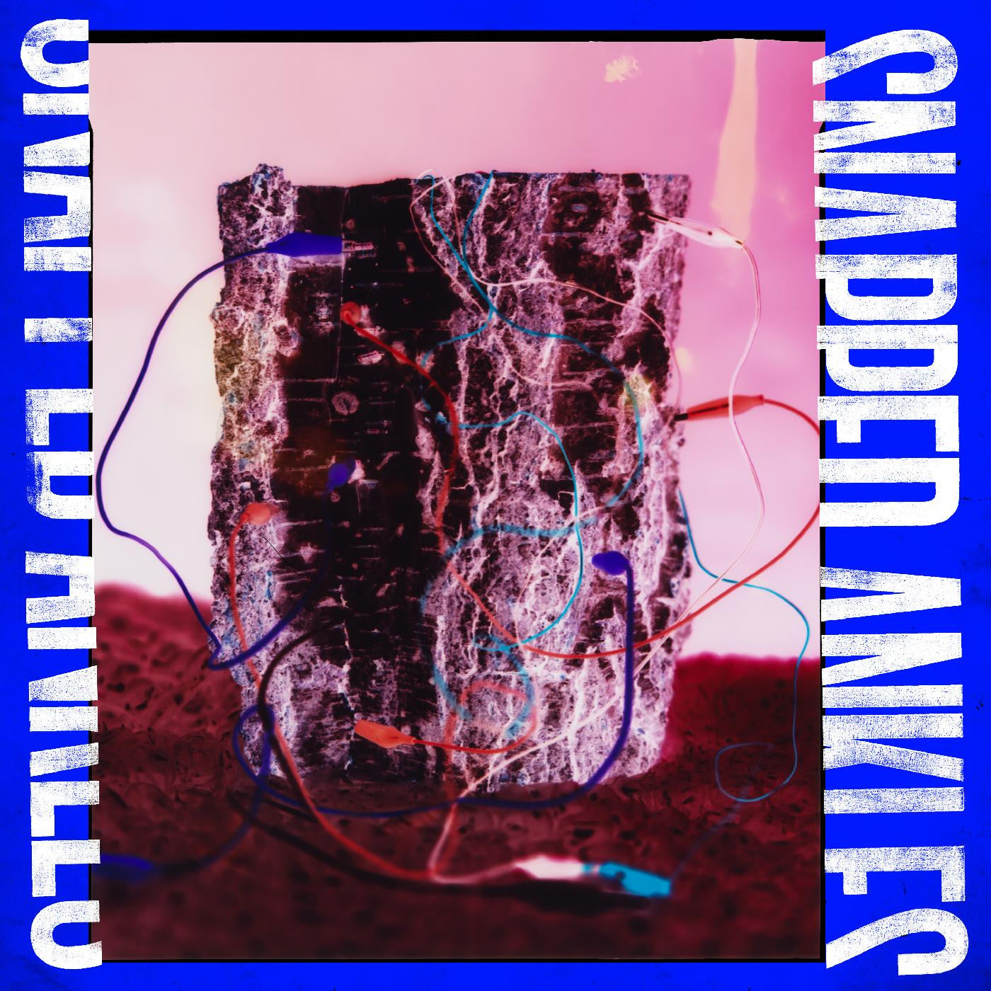Snapped Ankles - Forest Of Your Problems (CD) |-