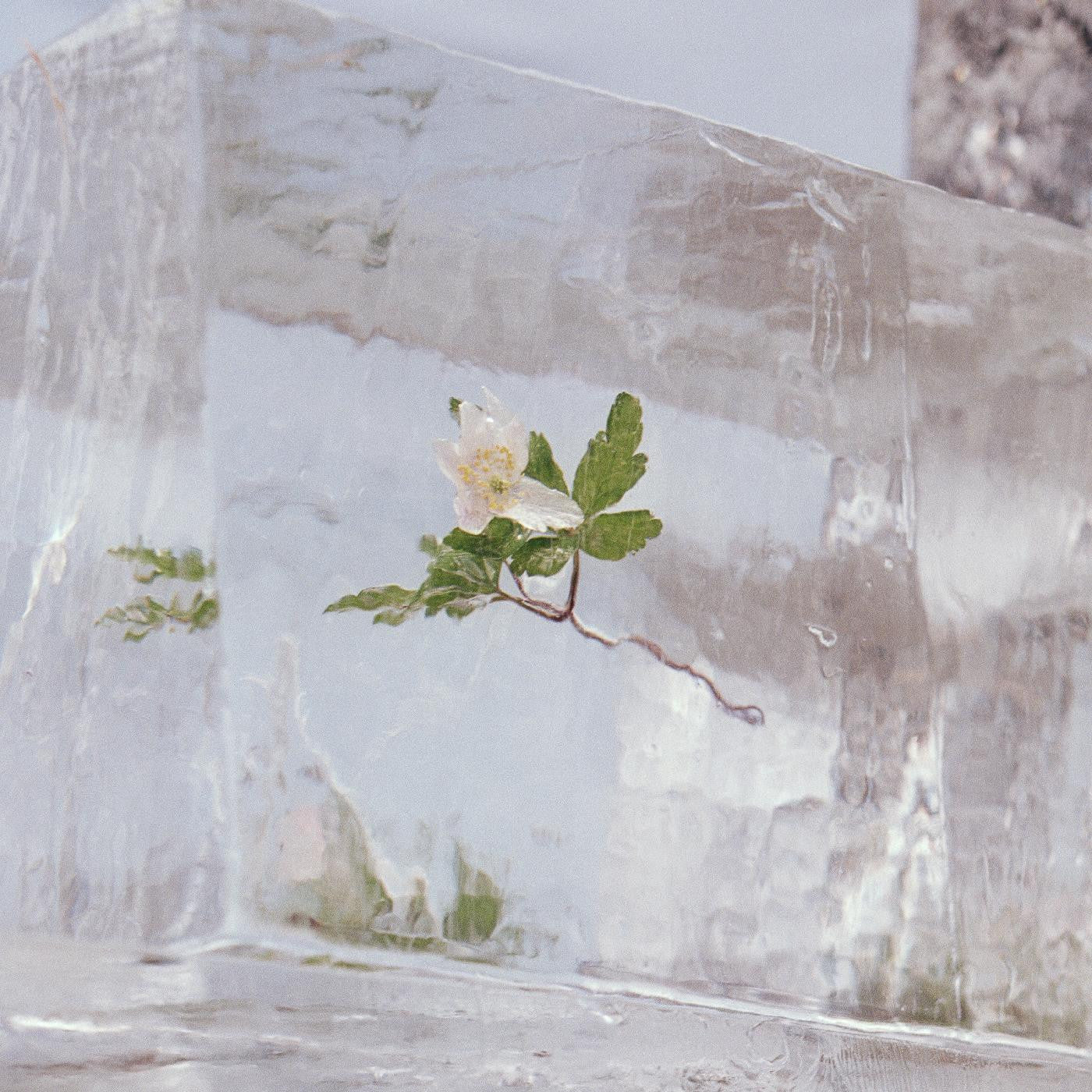 Efterklang - WINDFLOWERS |-