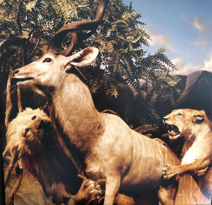 Interpol - Our Love To Admire | Mint (M) Mint (M)-