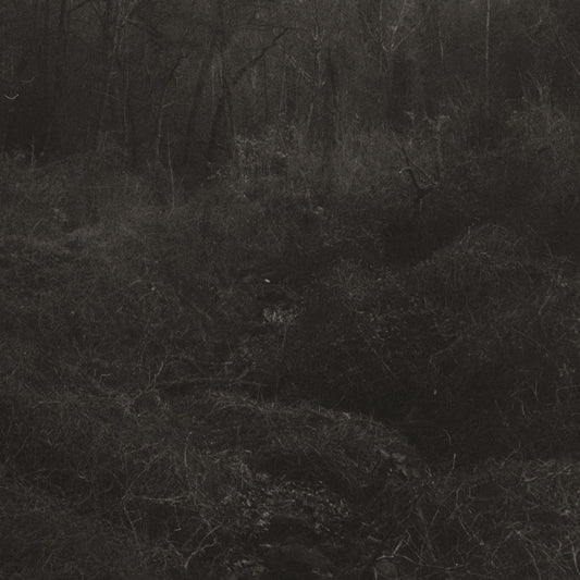 Lesley Mok - (PRESALE 7/17/26) transient (DDL VINYL) |-