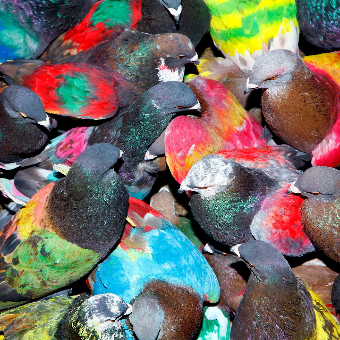 Blawan - Sickelixir (VINYL) | Mint (M) Mint (M)--