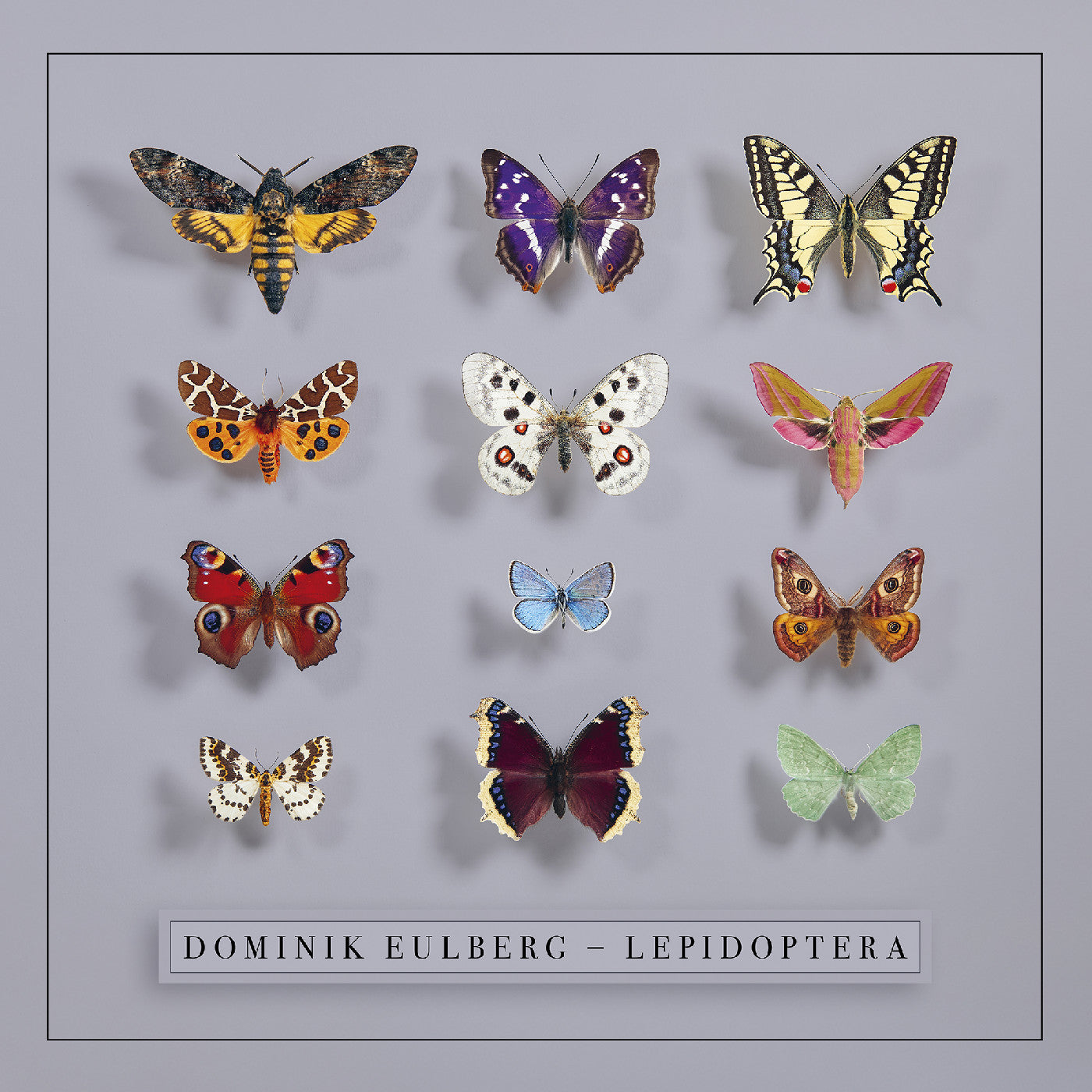 Dominik Eulberg - Lepidoptera (CD) | Mint (M) Mint (M)--