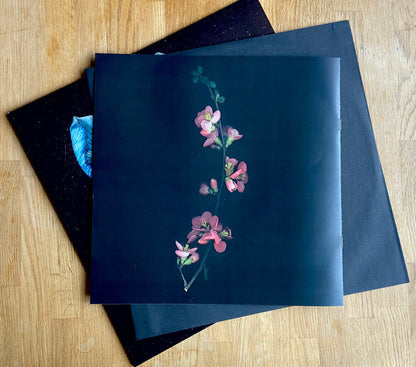 Tor - Oasis Sky (VINYL) | Mint (M) Mint (M)-