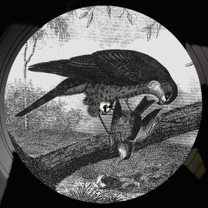 Karma Kid - Bird Of Prey | Mint (M) Mint (M)-