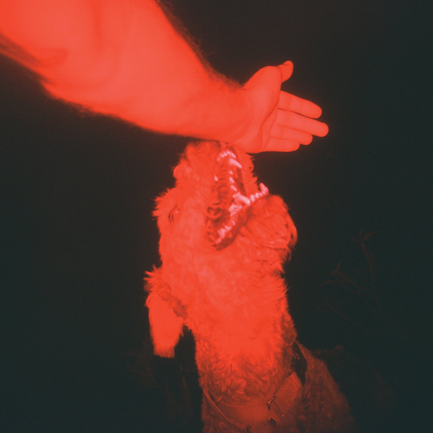 Eli Winter - A Trick Of The Light ("Optical Illusion" Transparent Red VINYL) | Mint (M) Mint (M)-
