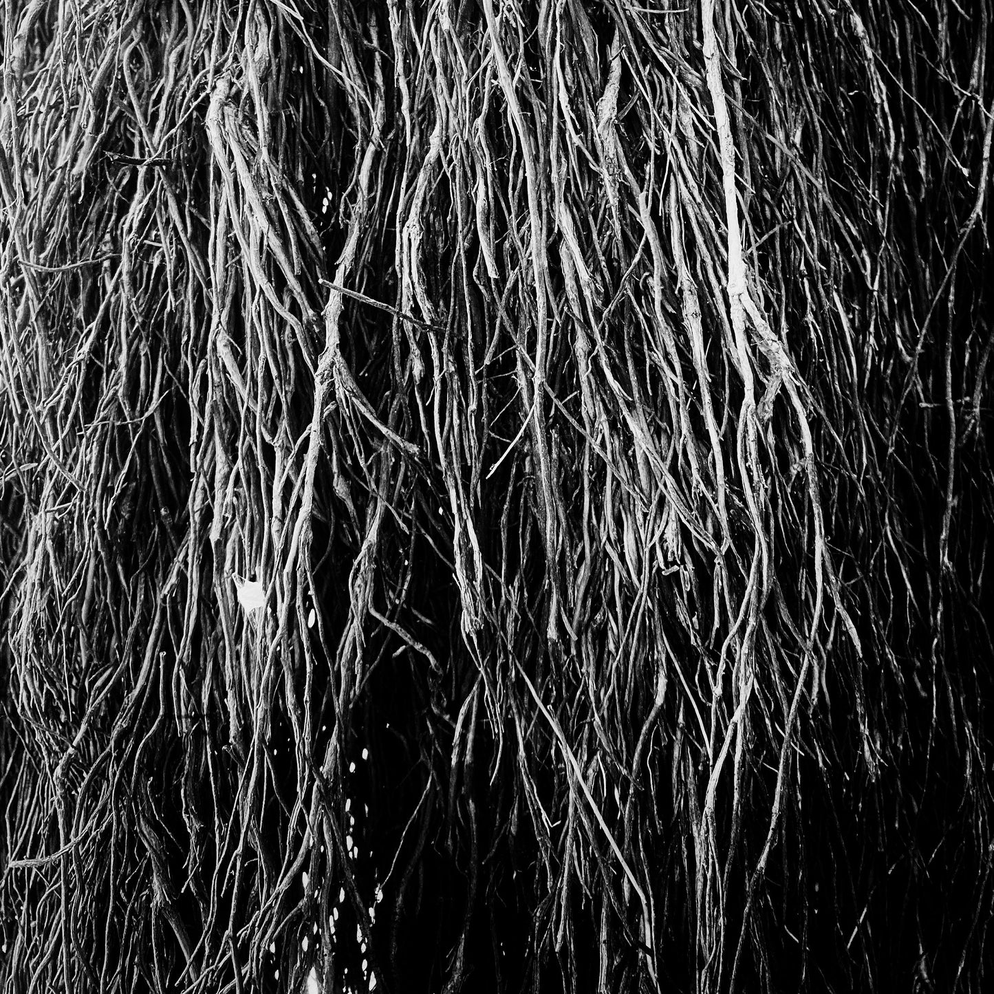 Nocturnal Rainforest (VINYL) | Mint (M) Mint (M)-