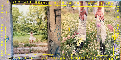 Hurray For The Riff Raff - Life On Earth | Mint (M) Mint (M)-