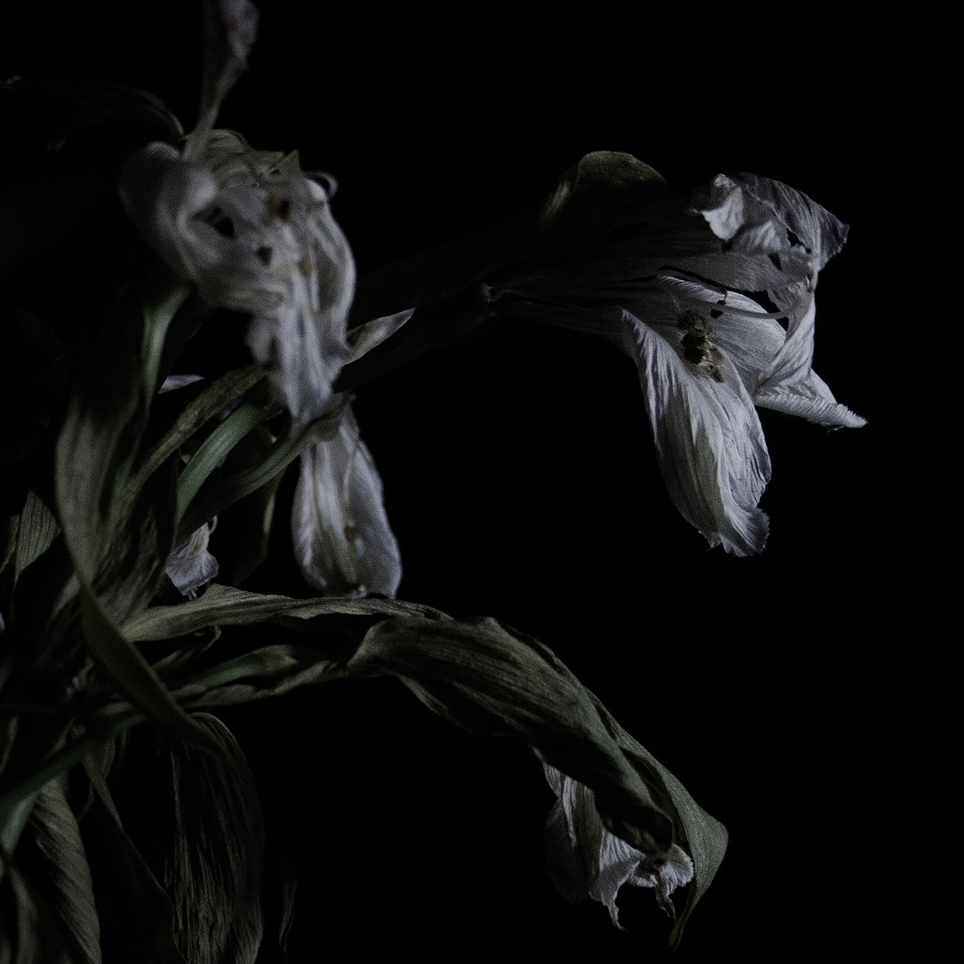 Cavernlight - As We Cup Our Hands and Drink From the Stream of Our Ache (Vinyl) | Mint (M) Mint (M)-