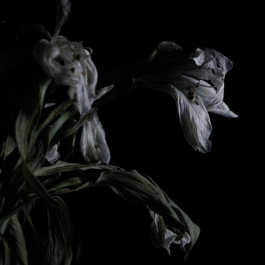 Cavernlight - As We Cup Our Hands and Drink From the Stream of Our Ache (Vinyl) | Mint (M) Mint (M)-