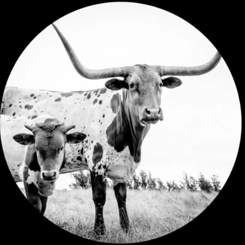Mike Flanigin - West Texas Blues |-