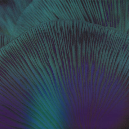 Lipp - Oi Zé! (VINYL 12" Between Dimensions BDREP001) | NEW Mint (M) Mint (M)-