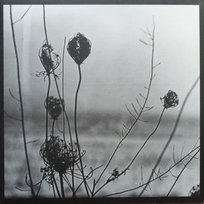 Recondite - Placid | Mint (M) Near Mint (NM)--