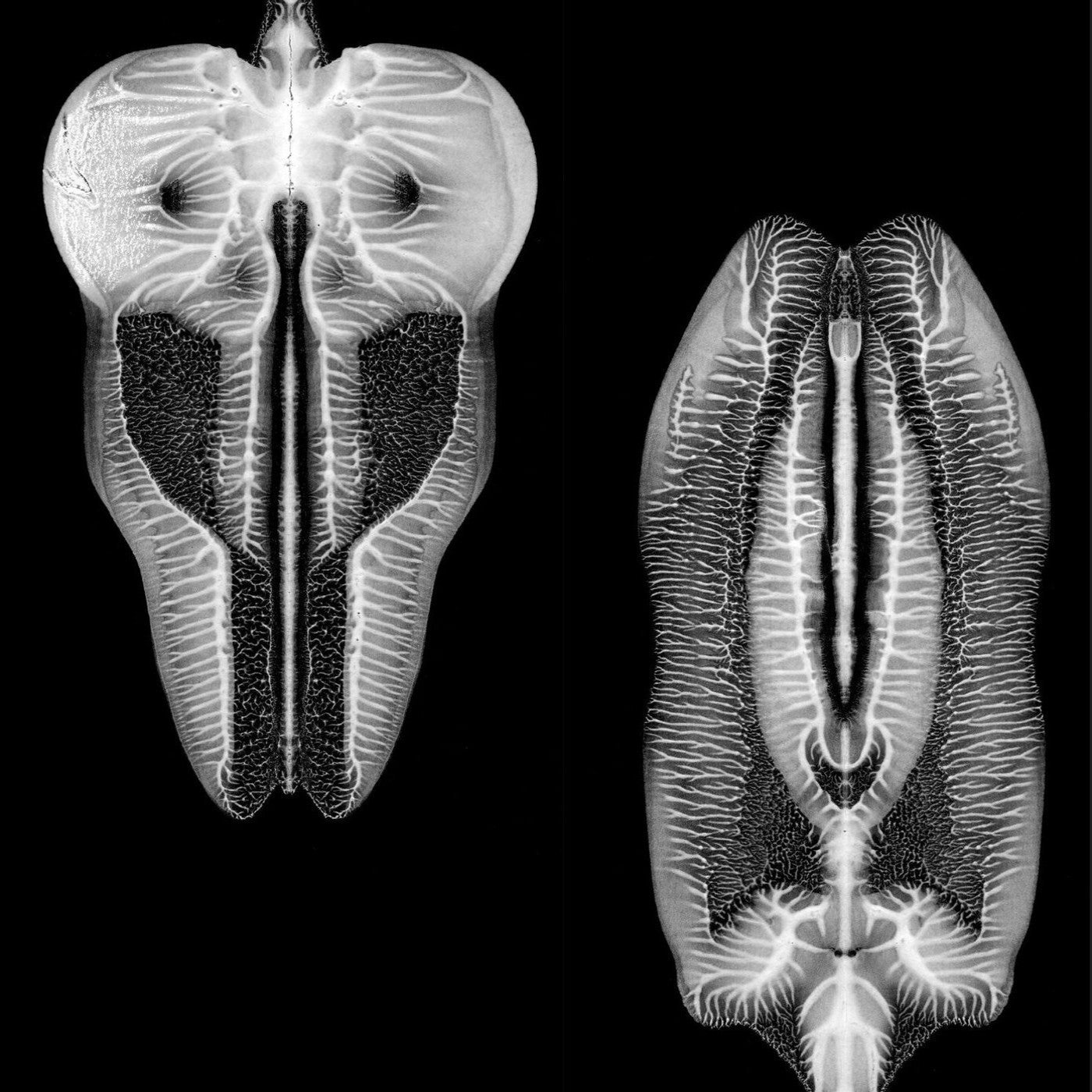 Skull Defekts, The - Dances in Dreams of the Known Unknown (Vinyl) | Mint (M) Mint (M)-