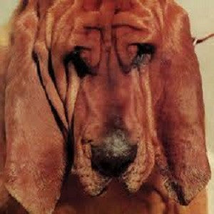 Segall, Ty - Goodbye Bread (CD) |-