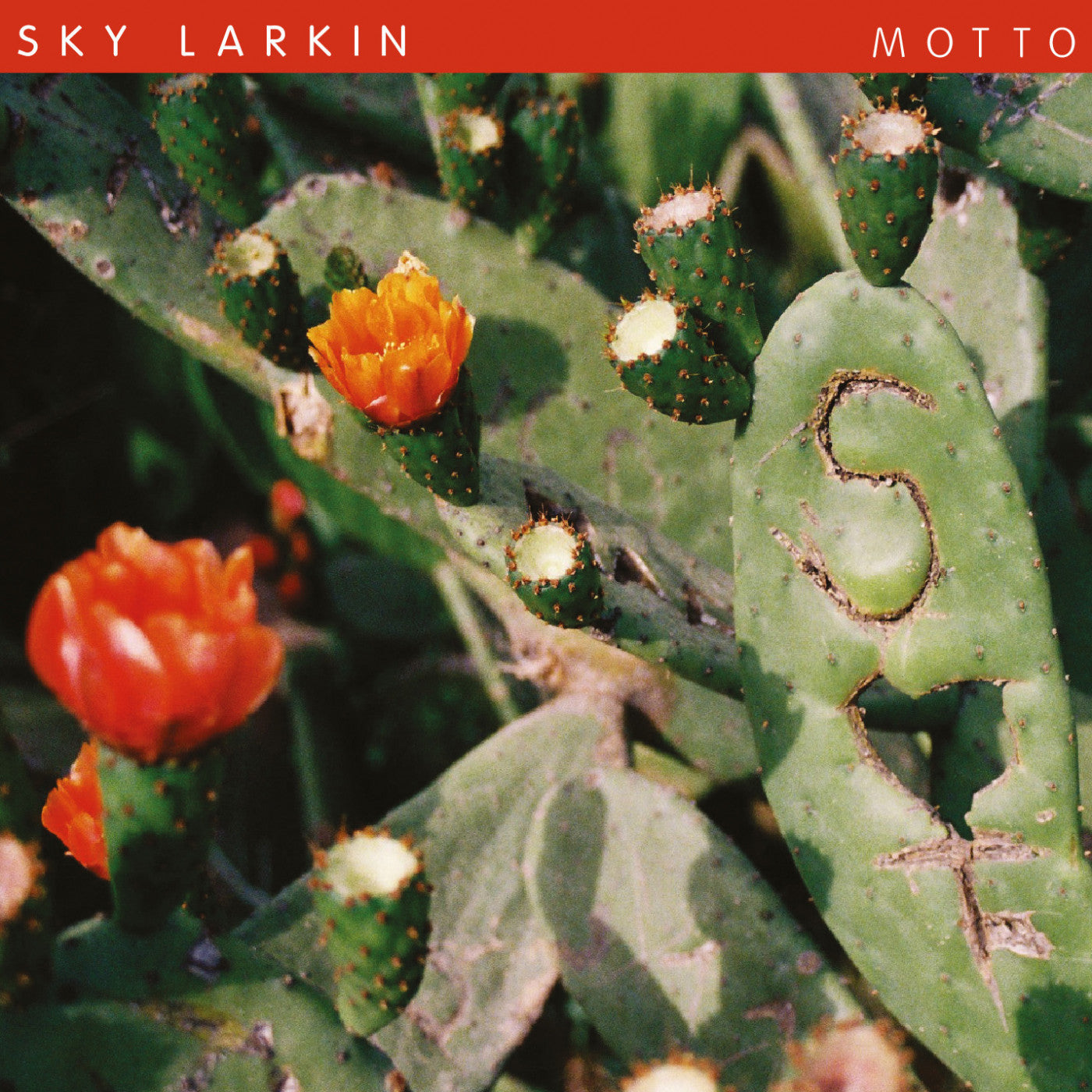 Sky Larkin - Motto |-