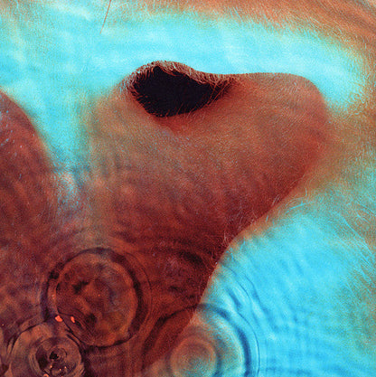 Pink Floyd - Meddle (VINYL) | Mint (M) Mint (M)-
