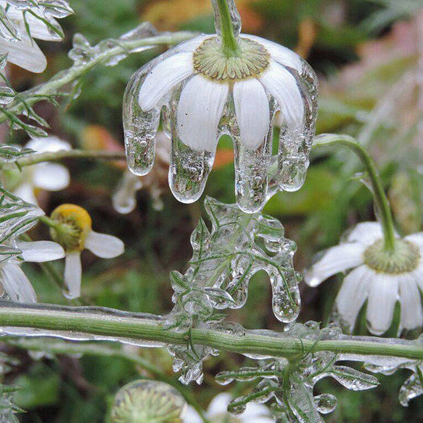 Earthseed | Mint (M) Mint (M)--