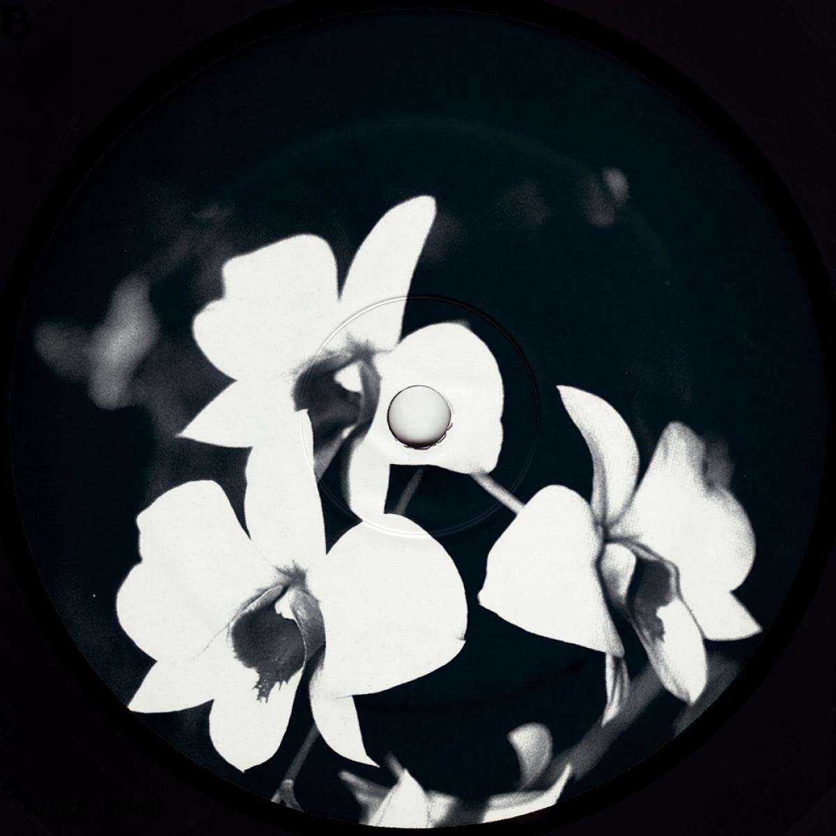 Ovatow - (PRESALE 09/07/26) Phalaenopsis Revisited (VINYL 12" Undacurrnt U2000) | NEW Mint (M) Mint (M)--