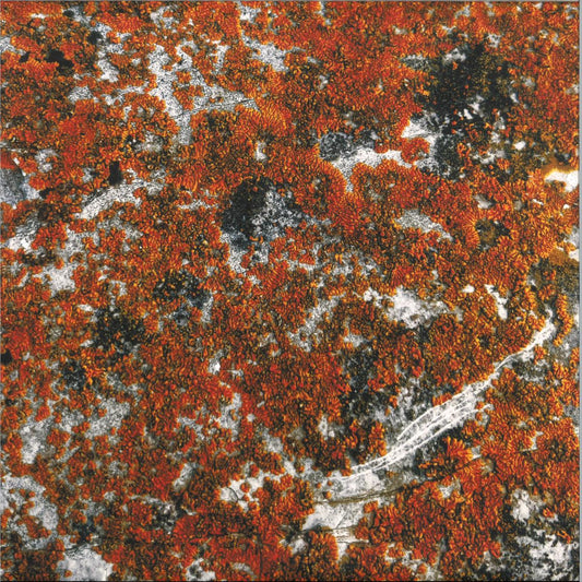 Border One - Spectral Tension (VINYL 12" Token Records TOKEN141) | NEW Mint (M) Mint (M)--