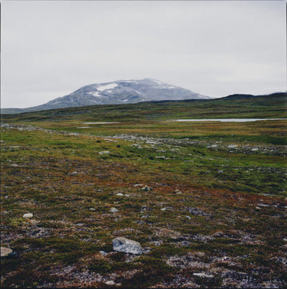 Gidge - Tundra | Mint (M) Mint (M)--
