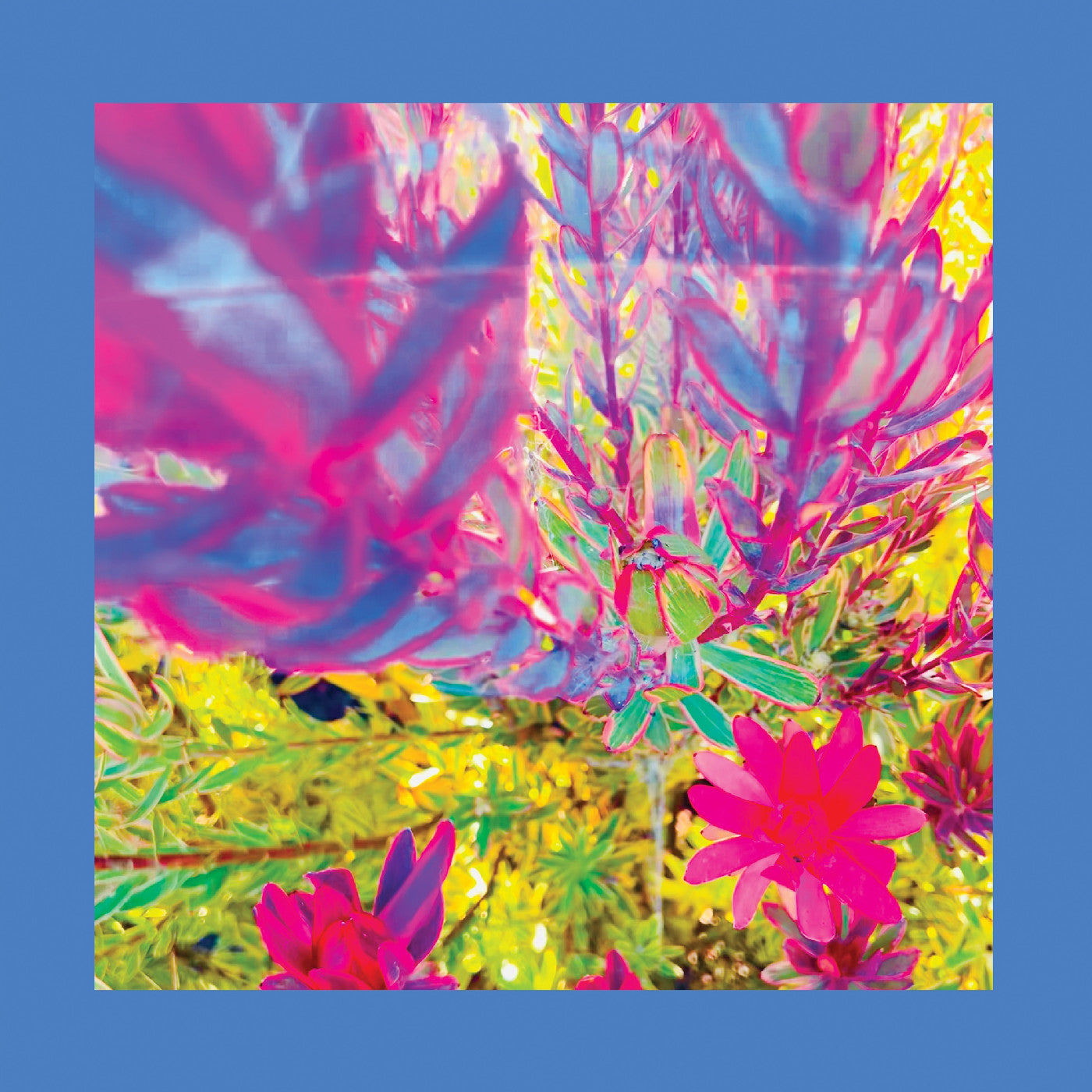 The Reds Pinks & Purples - The Past Is A Garden I Never Fed (Neon Pink Vinyl) | Mint (M) Mint (M)-