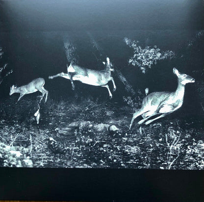 The Trees Were Buzzing, And The Grass. | Mint (M) Mint (M)-